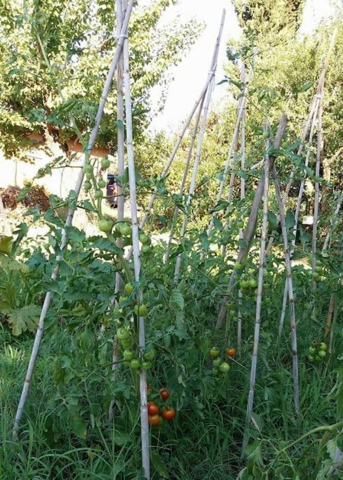 Country House Tra Lago E Mare A Sud Di Roma Villa Campoleone Ngoại thất bức ảnh